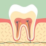 dental cartoon flat vector, healthy tooth anatomy